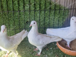 Garden pigeons