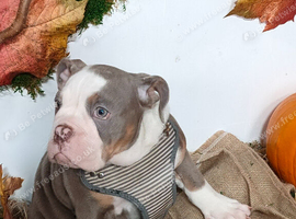Beautiful English bulldog