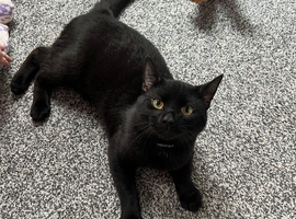 Male Black Bombay cat 10 months aprox - Friendly needs lots of love and attention