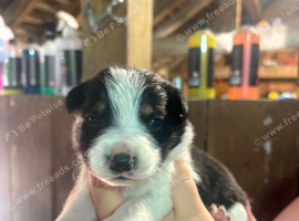 Border collie puppies