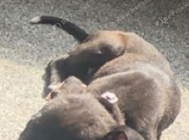 Puppy