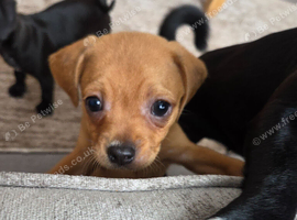 Female chug puppy