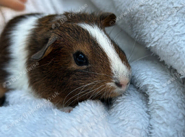 Baby Guinea pigs