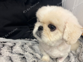 Top quality white male Pekingese