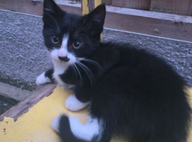 Cute kittens for sale (NEED GONE ASAP)