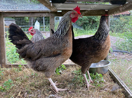 Silver Duckwings POL pullets for sale