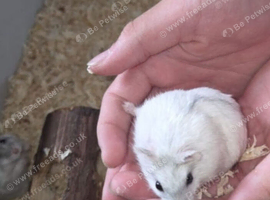 Tamed hamsters