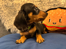 Miniature dachshunds