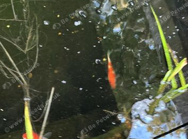 Koi fish