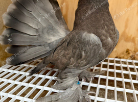 Indian Fantail