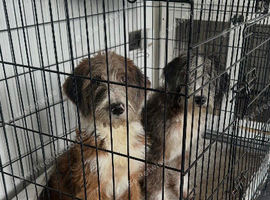 Stunning bordadoodles looking for forever homes