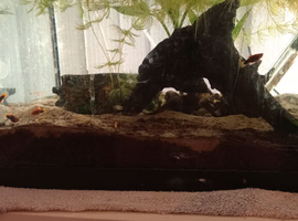 Full set up