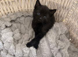 2 kittens left!!!