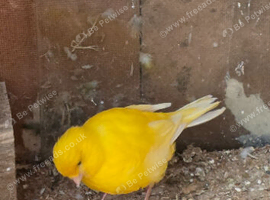 Single Canary