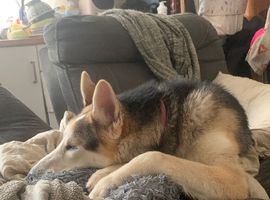 Husky crossed Alsatian