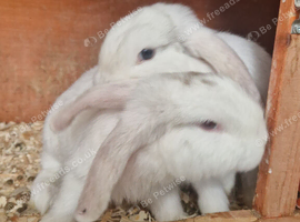 Two white with grey patch boy bunnies