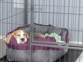 Beagle