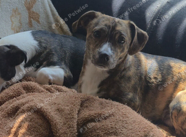 Need a loving home due to change of reacent circumstances not happy about having to do so
