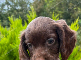 F1 Sprocker Puppies