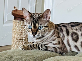 Sepia retired Bengal queen