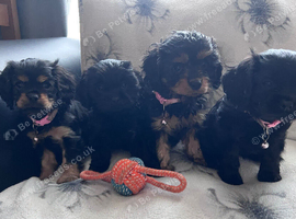 Cavalier x Cavapoo