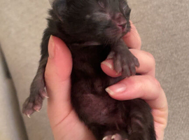 Kittens ready in 6 weeks