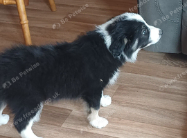 Is this Border Collie Puppy waiting for you?