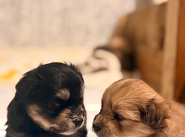 La Pom puppies
