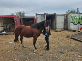 Welsh section d mare