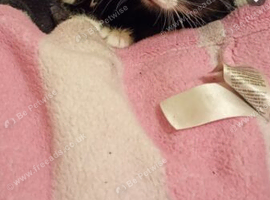 Female kitten