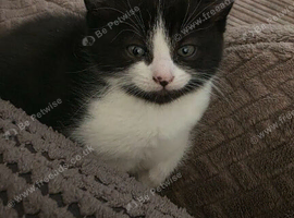 Beautiful kittens