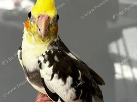 Hand reared cocktail