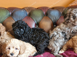 Gorgeous f1b Cavapoo puppys.health tested parents