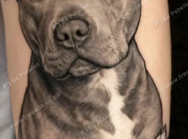 Male staffy cross for stud