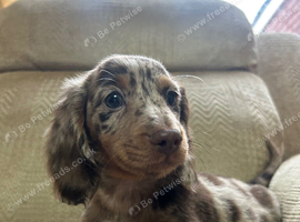 READY NOW&hellip;. Beautiful litter of Miniature Dachshund