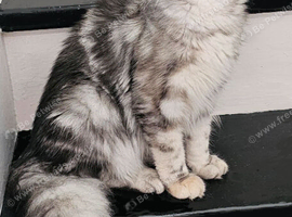 Active Maine Coon kitten Champion bloodlines