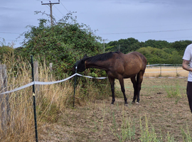 3-Year-Old Thoroughbred Gelding (Land Force x Spiritually) &ndash; Project / RoR Eligible