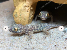 Dune geckos