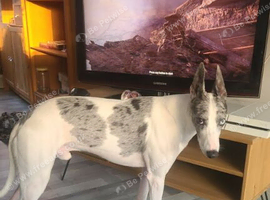 LEO 3 year old lurcher