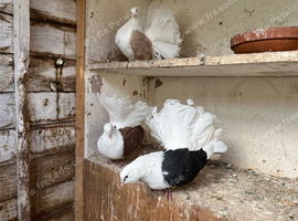 Saddled fantails