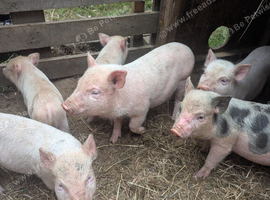 Julianna Micro 't-cup' Piglets