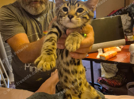 Bengal half mix