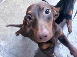 Chocolate brown dashound puppy