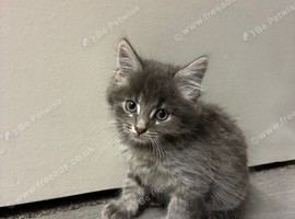 Small fluffy kittens