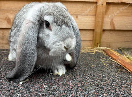 French lop buck baby