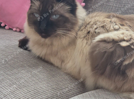 Ragdoll Ragnor