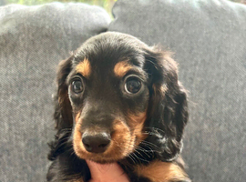 Miniature Dachshund puppy&rsquo;s