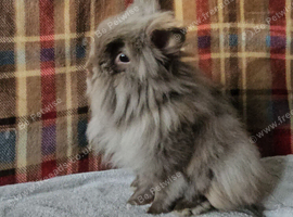 Beautiful double mane lionhead
