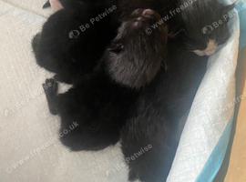 3 kittens for adoption