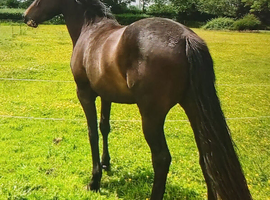 Con x tb Filly 3 years